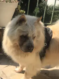 Nanny Dog/cat Bowl
