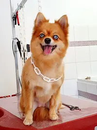 Star Dog