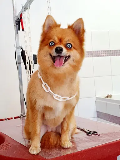 Star Dog