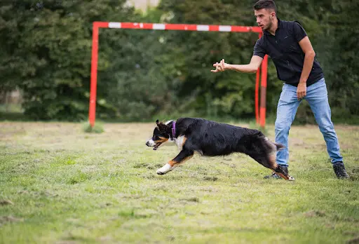 Bastien - Educateur Comportementaliste Canin