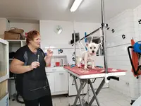 Apil Poils