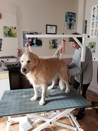 Look Canin | Salon de Toilettage Canin