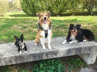 Kolabdog - Éducation Canine Comportementale