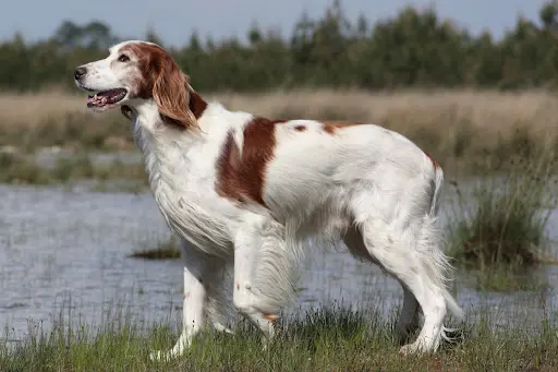 Pension Canine Lo Can