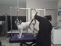 Aux Ciseaux Magiques