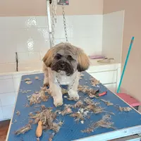 La Belle et le Clochard