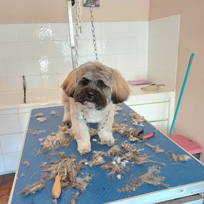 La Belle et le Clochard