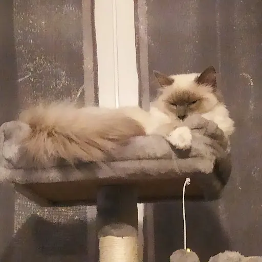 Chatterie de la Lune Rousse