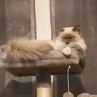 Chatterie de la Lune Rousse