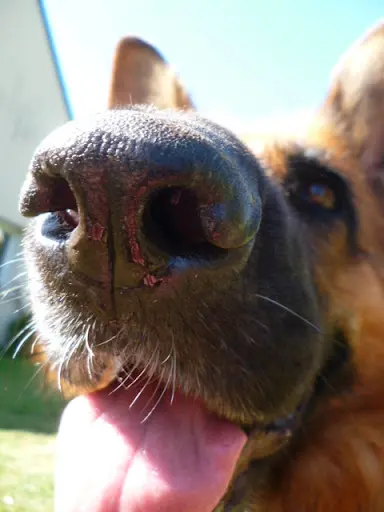 Esthetic Chien Votre Animal au Naturel