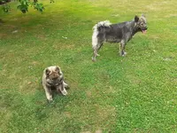 Oise Canin