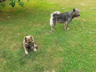 Oise Canin