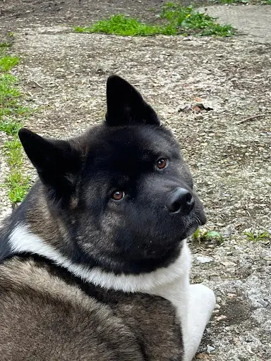 Akita Americain du Lac Brule