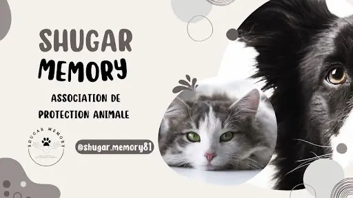 Shugar-memory