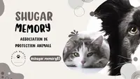 Shugar-memory