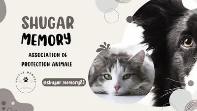 Shugar-memory