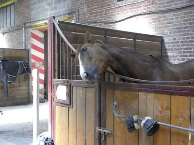 Le Haras des Anges