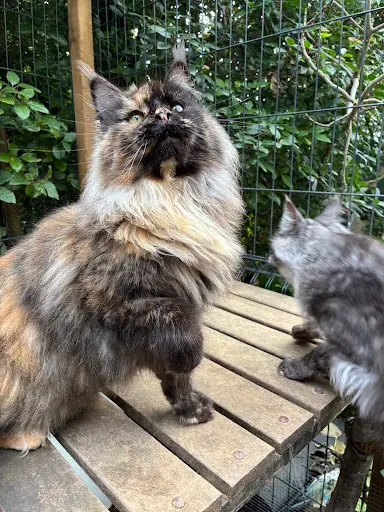 Chatterie les Lynx du Mistral