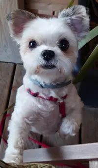 My Dog