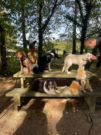 Pattes m'en 4 - Educateur Canin