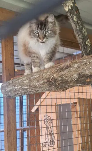 Nat Animaux - Pension Familiale en Libre Chiens et Chats