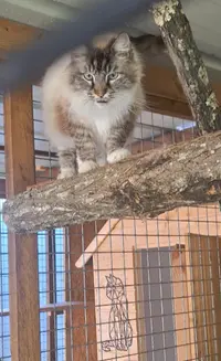 Nat Animaux - Pension Familiale en Libre Chiens et Chats