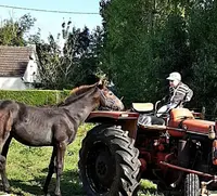 Elevage des Landes