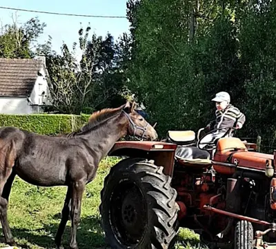 Elevage des Landes