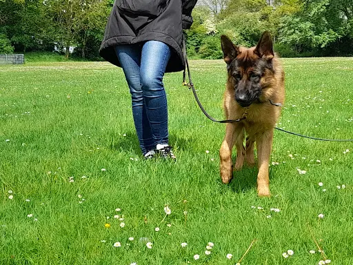 Educa-dog, Educateur Canin Carvin