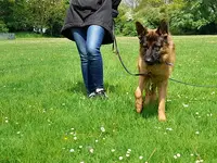 Educa-dog, Educateur Canin Carvin