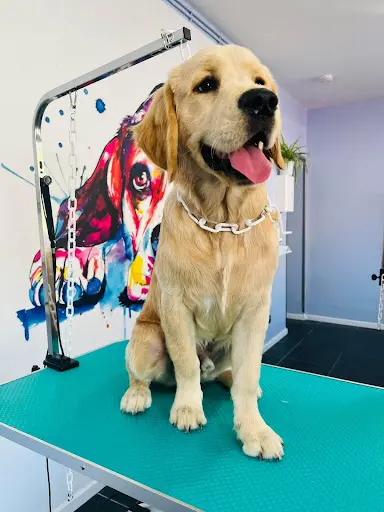 l'Élégance Canine Carvin