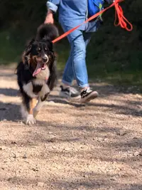 Eden Dog Education