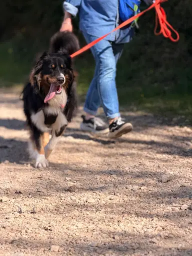 Eden Dog Education
