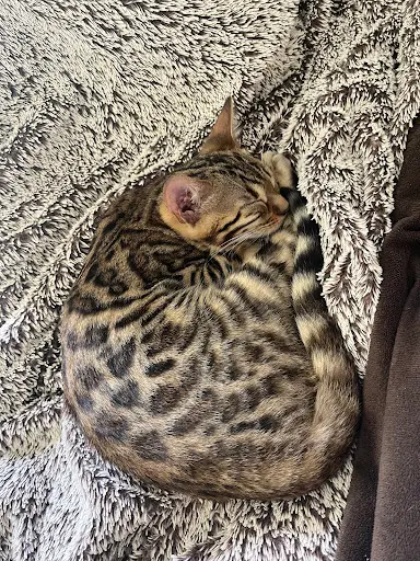 Chatterie Diouzh An Erminig