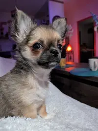 Élevage Familial de Chihuahua et Pomchi au Chichis de Nini