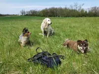 Dougy Dog - Educateur Canin et Comportementaliste