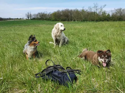 Dougy Dog - Educateur Canin et Comportementaliste