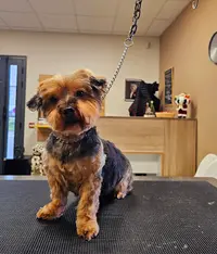 O de Chien