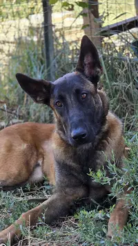 Centre Canin Pension Canin&felin 2 Anges Gardiens