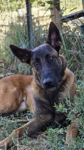 Centre Canin Pension Canin&felin 2 Anges Gardiens