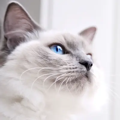 Mycathome