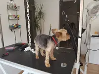 Naturel Dog