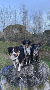 Yüz Petsitting