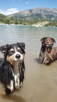 Passion Dog 04