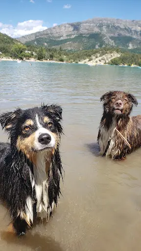 Passion Dog 04