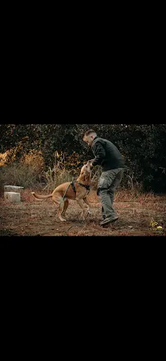 Axel Chantreau - Éducateur Canin