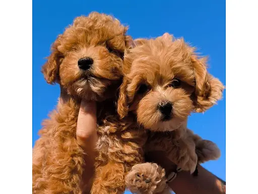 Maltipoo House