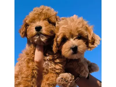 Maltipoo House