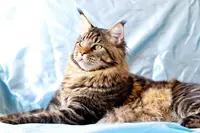 Chatterie l'Enclos du Bonheur
