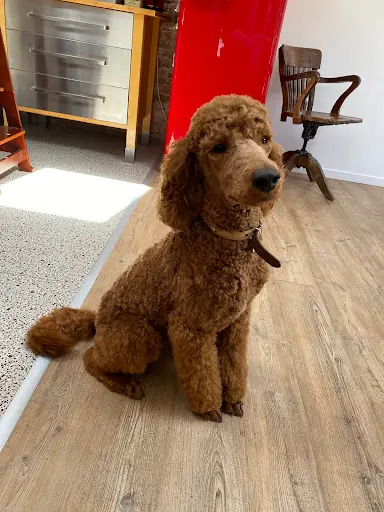 "au Chien Coquet" Salon de Toilettage